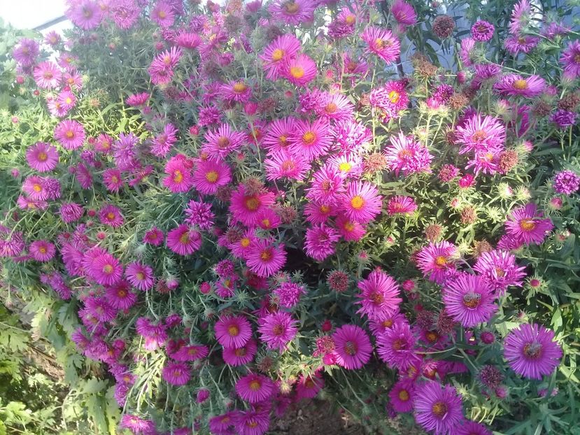  - Alte flori