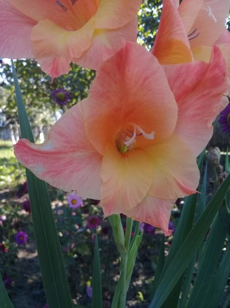 - Gladiole