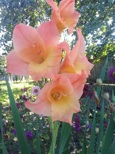  - Gladiole