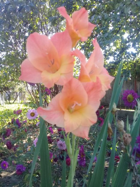  - Gladiole