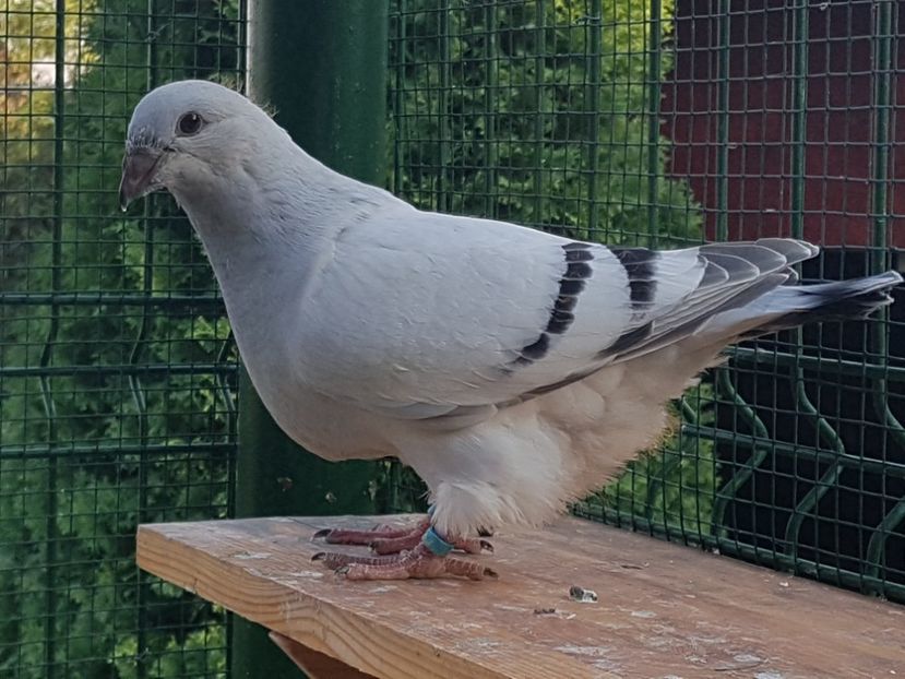 M-2018-4150 - 0-VRdF-TINERET-2018