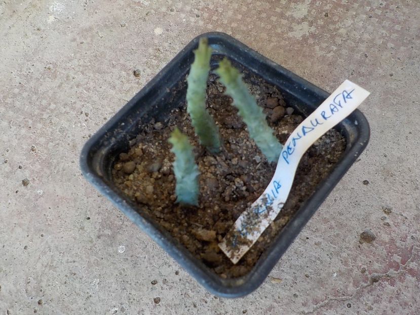 huernia pendurata - CACTUSI si SUCULENTE