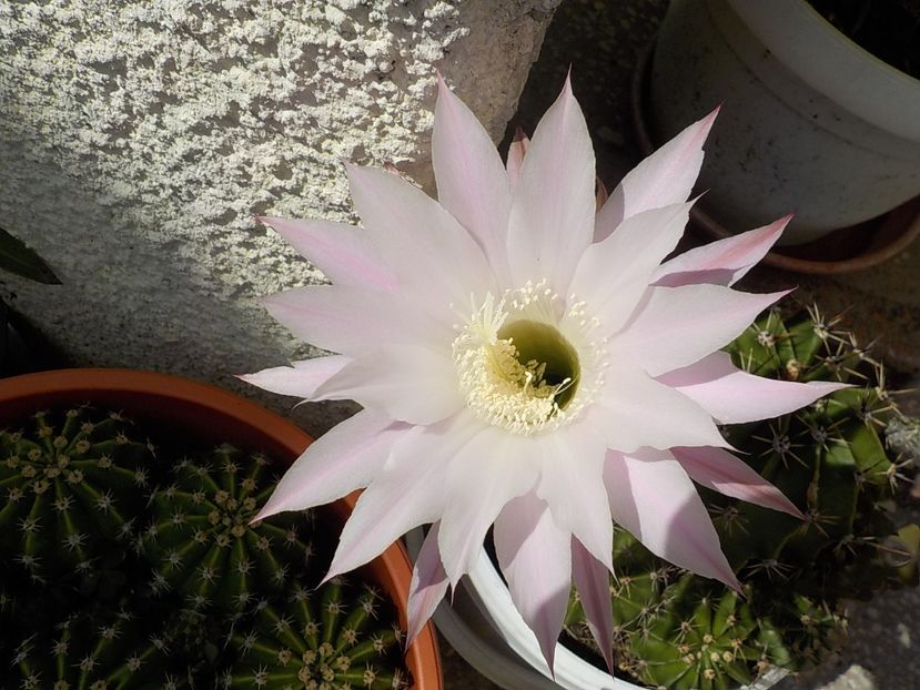  - echinopsis oxygona