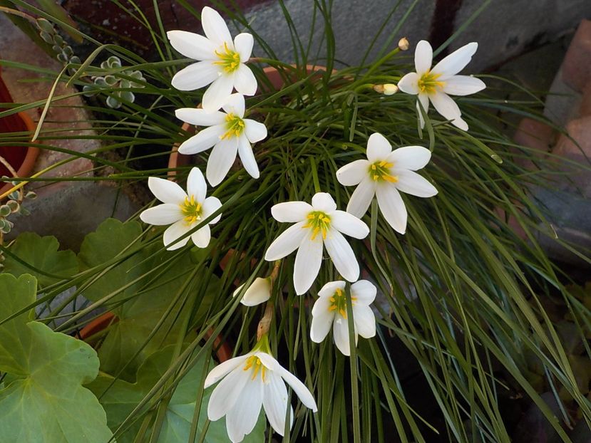  - zephiranthes