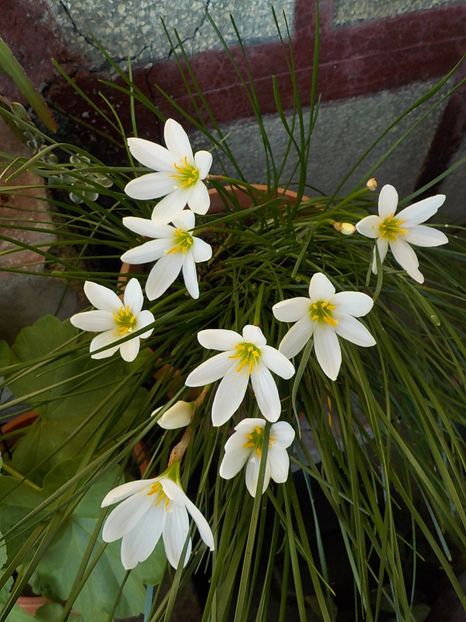  - zephiranthes