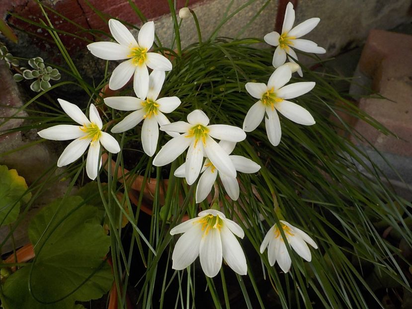  - zephiranthes