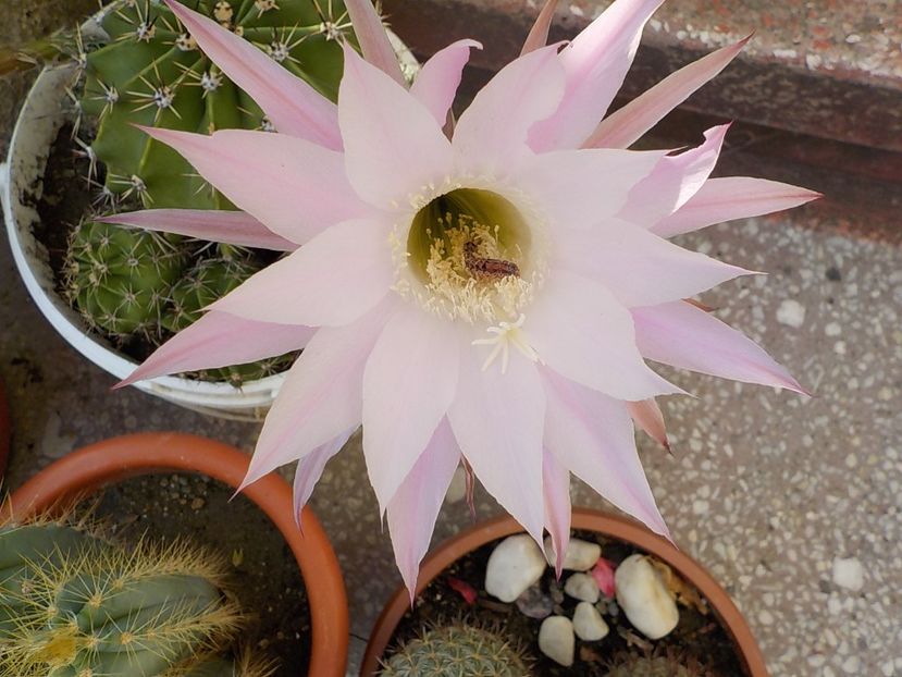  - echinopsis oxygona