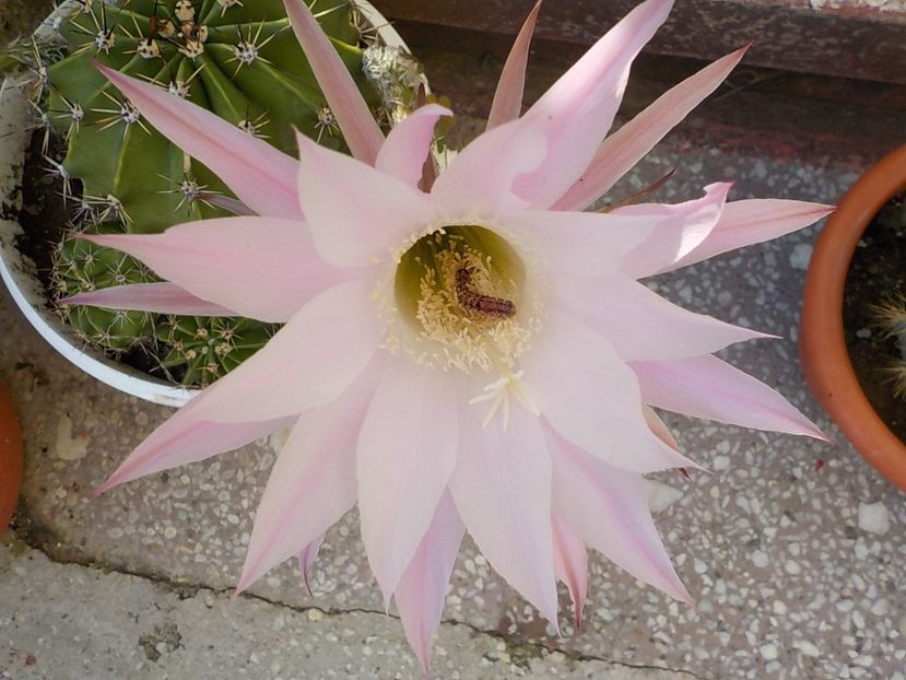  - echinopsis oxygona