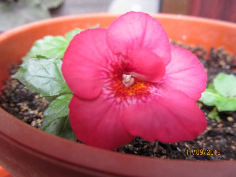 Polina Lemeskho - ACHIMENES 2020 - VANZARI HIBRIZI