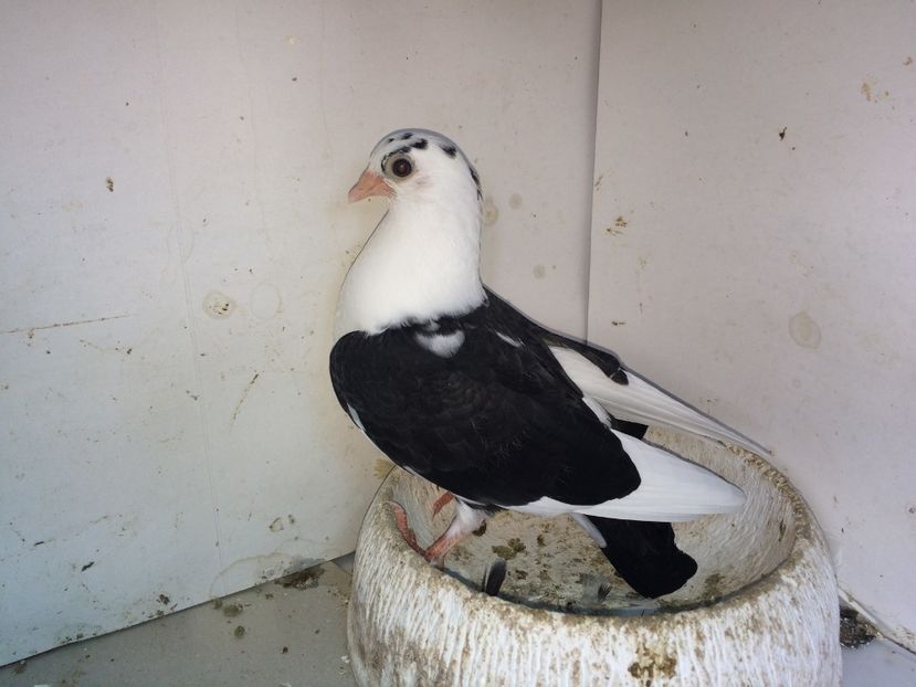 7161  femelă  2018_2 - tineret 2018