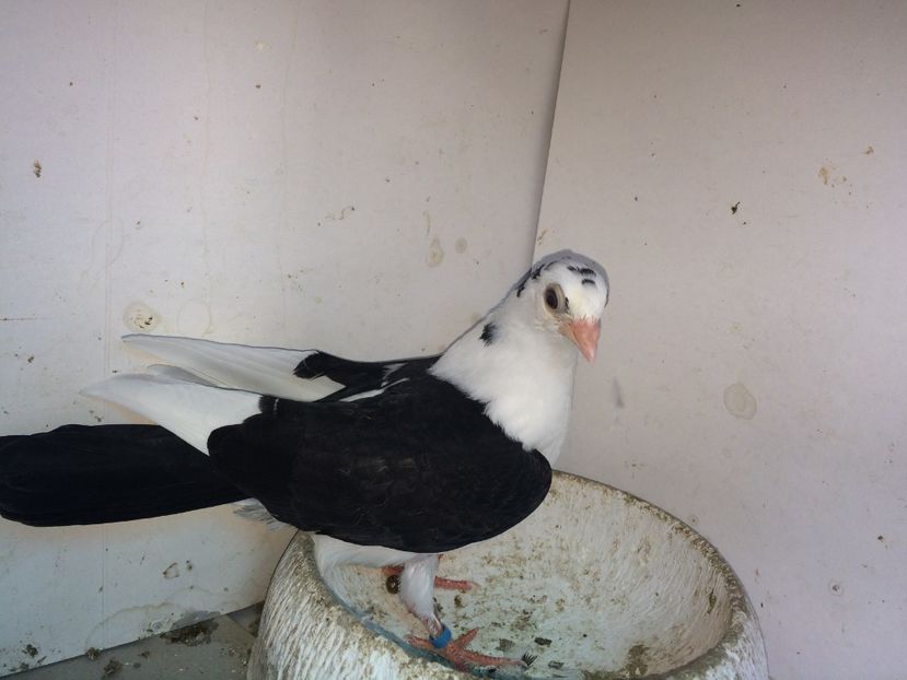 7161  femelă  2018_3 - tineret 2018