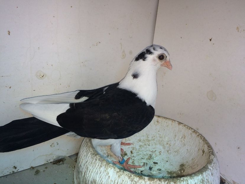 7161  femelă  2018_1 - tineret 2018