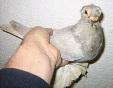  - JUCATOR EURASIAN BARB