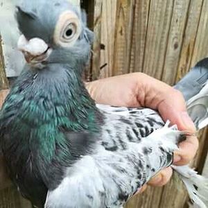  - JUCATOR EURASIAN BARB