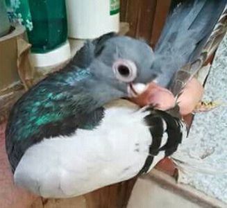  - JUCATOR EURASIAN BARB