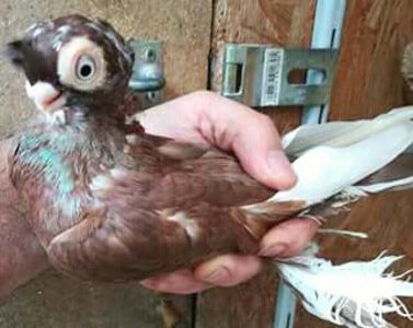  - JUCATOR EURASIAN BARB