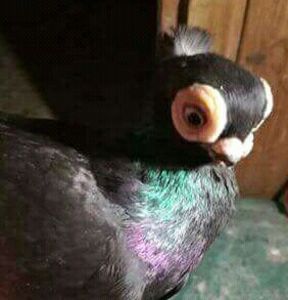  - JUCATOR EURASIAN BARB