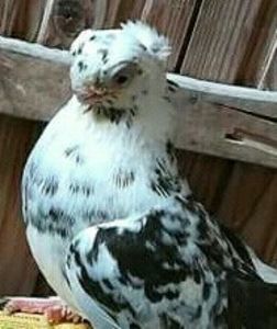  - JUCATOR EURASIAN BARB