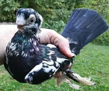  - JUCATOR EURASIAN BARB