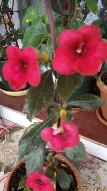  - Indian summer-pierdut