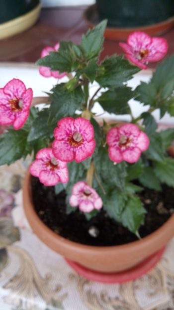 Petit Marguise - Petite Marquise