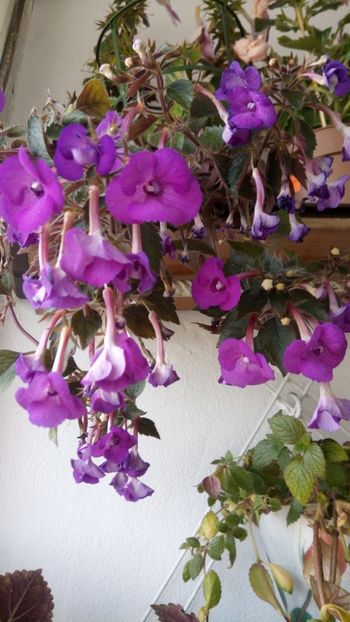  - Violaceea semiplena