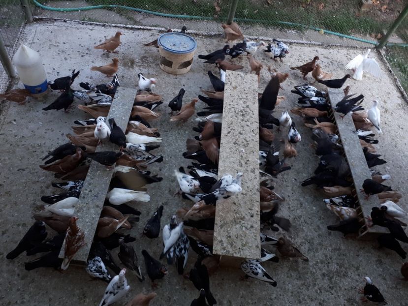  - H1 _ carunculați - sept 2018