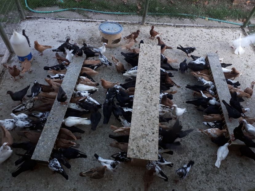  - H1 _ carunculați - sept 2018