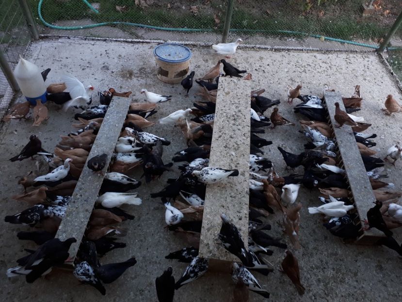  - H1 _ carunculați - sept 2018