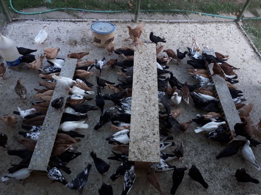  - H1 _ carunculați - sept 2018