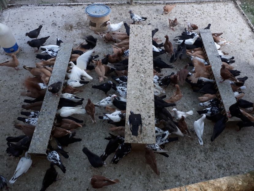  - H1 _ carunculați - sept 2018