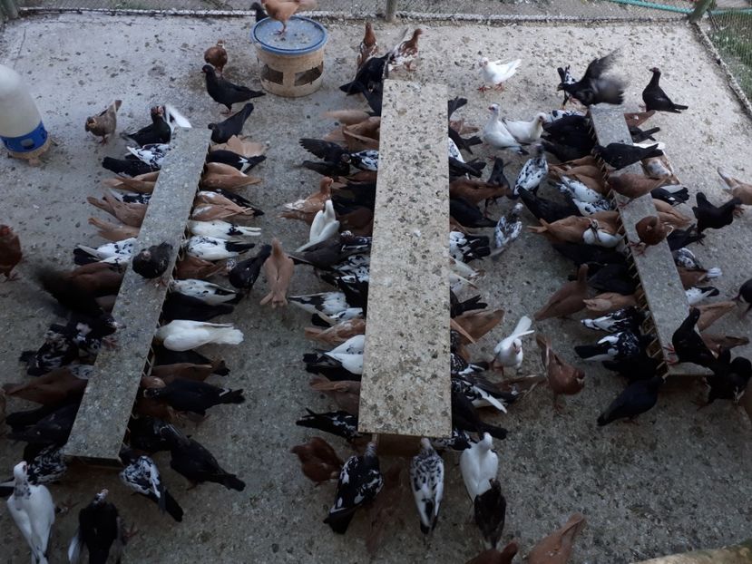  - H1 _ carunculați - sept 2018