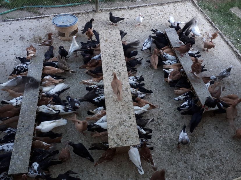  - H1 _ carunculați - sept 2018