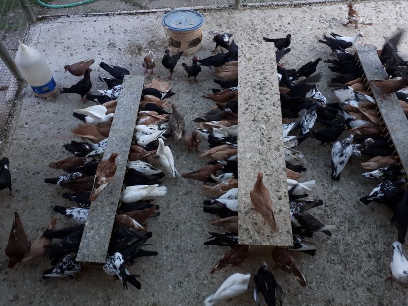  - H1 _ carunculați - sept 2018