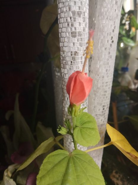 Malvasicus Pink - 2018