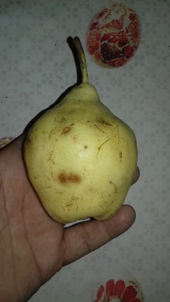 5 septembrie,  ultima ramasa in pom - Belle de Juen Alany