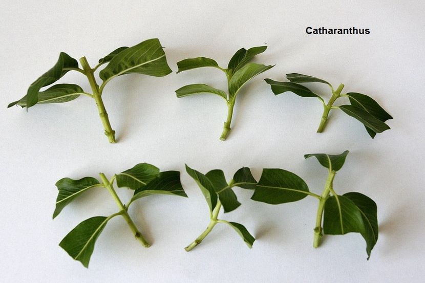 27.08.18 - 02 Catharanthus- regenerare