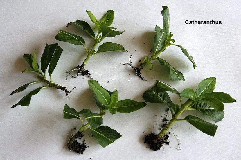 18.09.18 - 02 Catharanthus- regenerare
