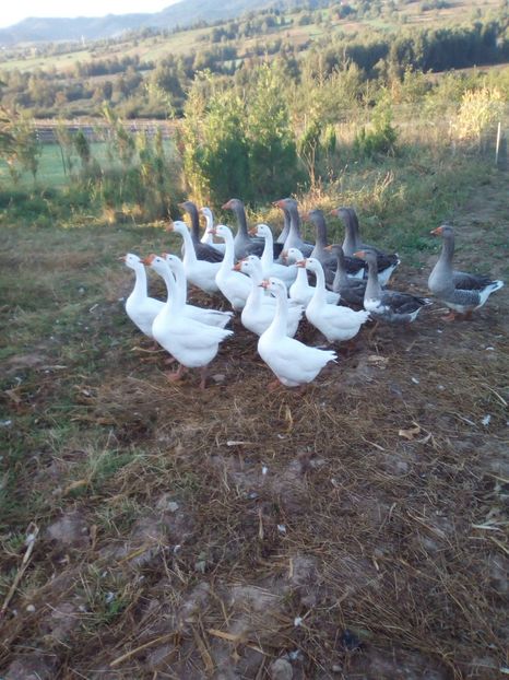 touluse+chinaalb+țăranești - 4 Toamna 2018