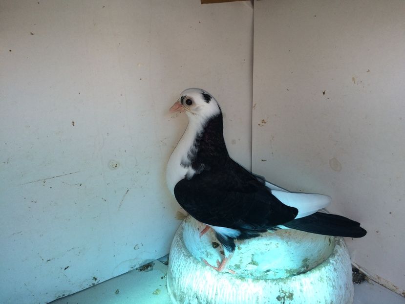 7163  mascul  2018_1 - tineret 2018