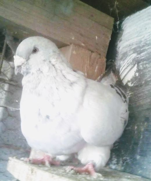  - - A - CRESCATOR POLIVALENT