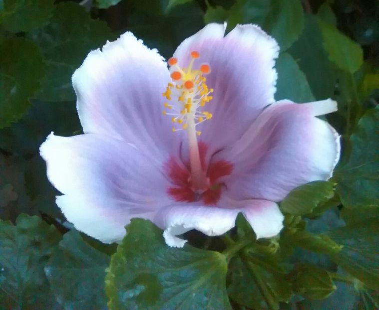 prima floare - Hibiscus Tahitian Lavander Mirage