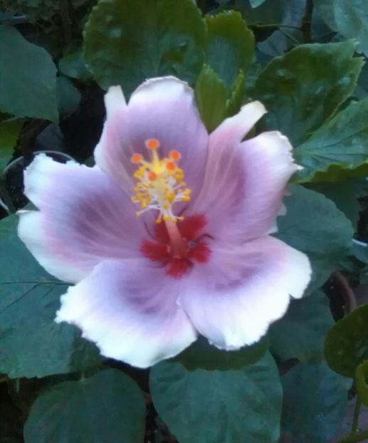  - Hibiscus Tahitian Lavander Mirage