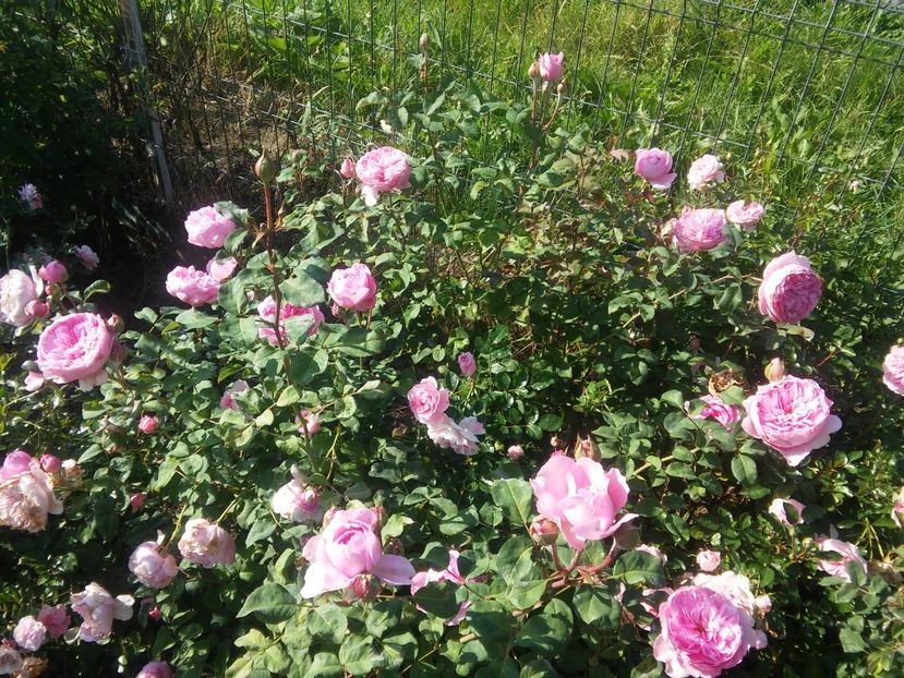  - Elodie Gossuin 2018