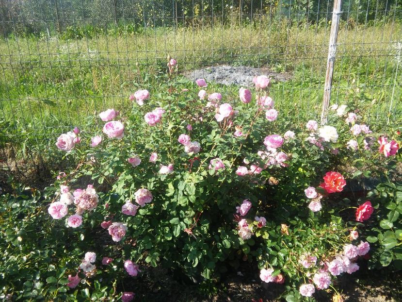  - Elodie Gossuin 2018