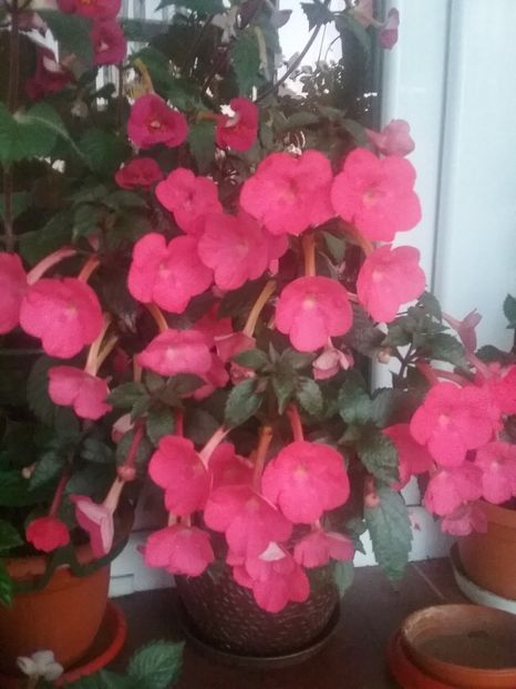 TARANTELLA - AAA RIZOMI ACHIMENES DISPONIBILI -2023