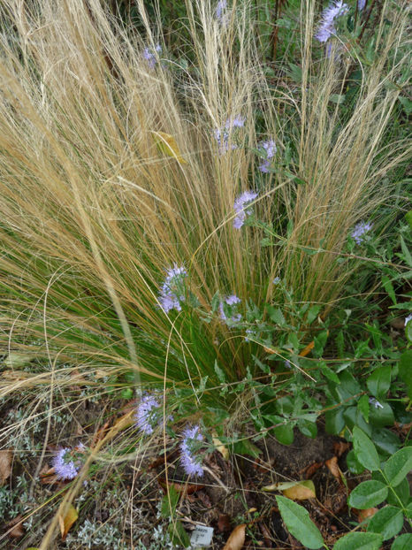  - 2018 - 03 - Toamna