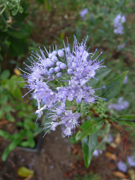  - 2018 - 03 - Toamna