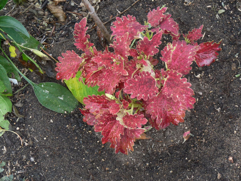  - 2018 - 03 - Toamna