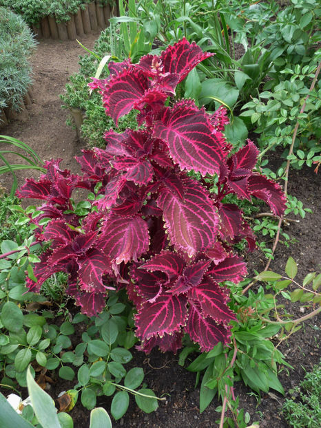  - 2018 - 03 - Toamna